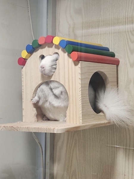 Shhh…Don’t bother him! The chinchilla in the photo is my animal friend Jerry. He is a nocturnal animal, so he usually sleeps in the daytime. He looks so cute when he sleeps - Thank you Minnie for sending in your photo of Jerry! 